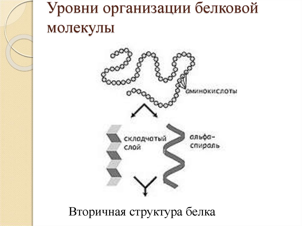 Свойства белковой молекулы