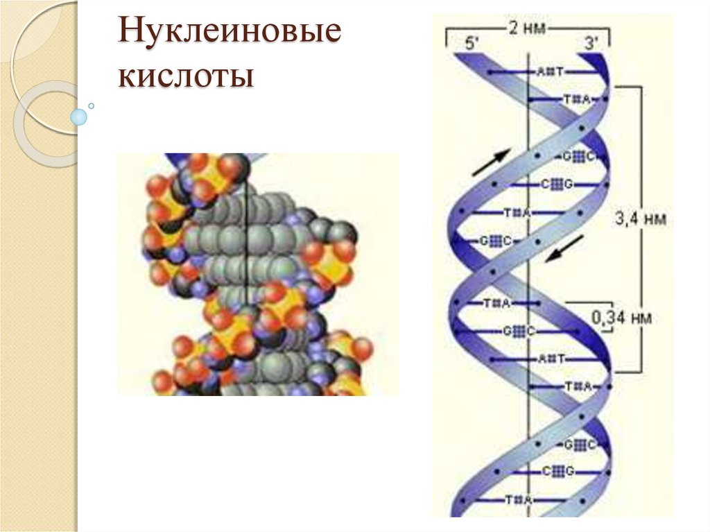 Код нуклеиновых кислот. Химия клетки нуклеиновые кислоты. Нуклеиновые кислоты в составе клетки. Нуклеиновые кислоты биология клетка.