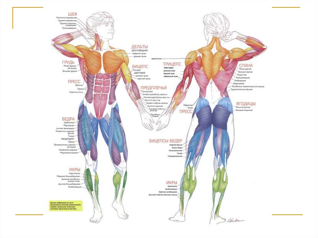 Активная мышца. Мышечное строение тела человека. Строение тела мышцы название. Мышцы схема анатомия. Основные мышцы человека анатомия.