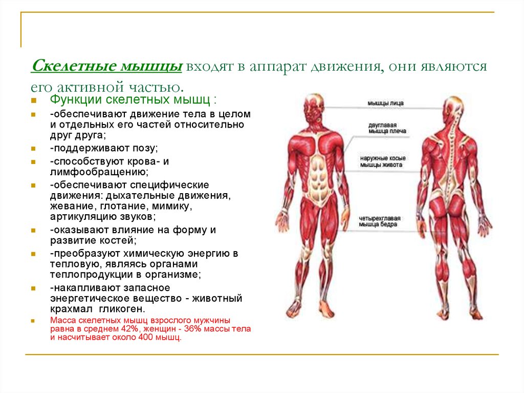 Структура и функция мышц