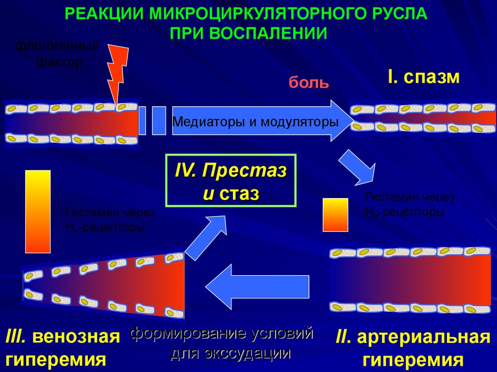 Какие процессы предшествуют экссудации см схему