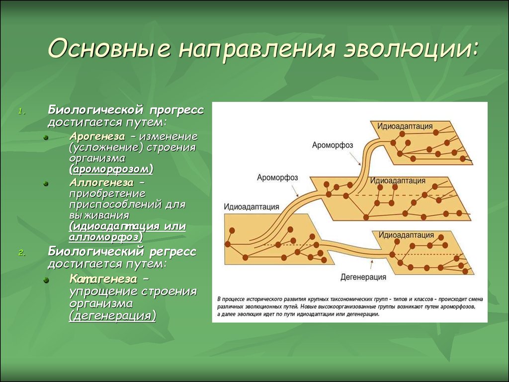 Укажите название пути эволюции которое отмечено на рисунке цифрой 2 введите слово в поле ответа