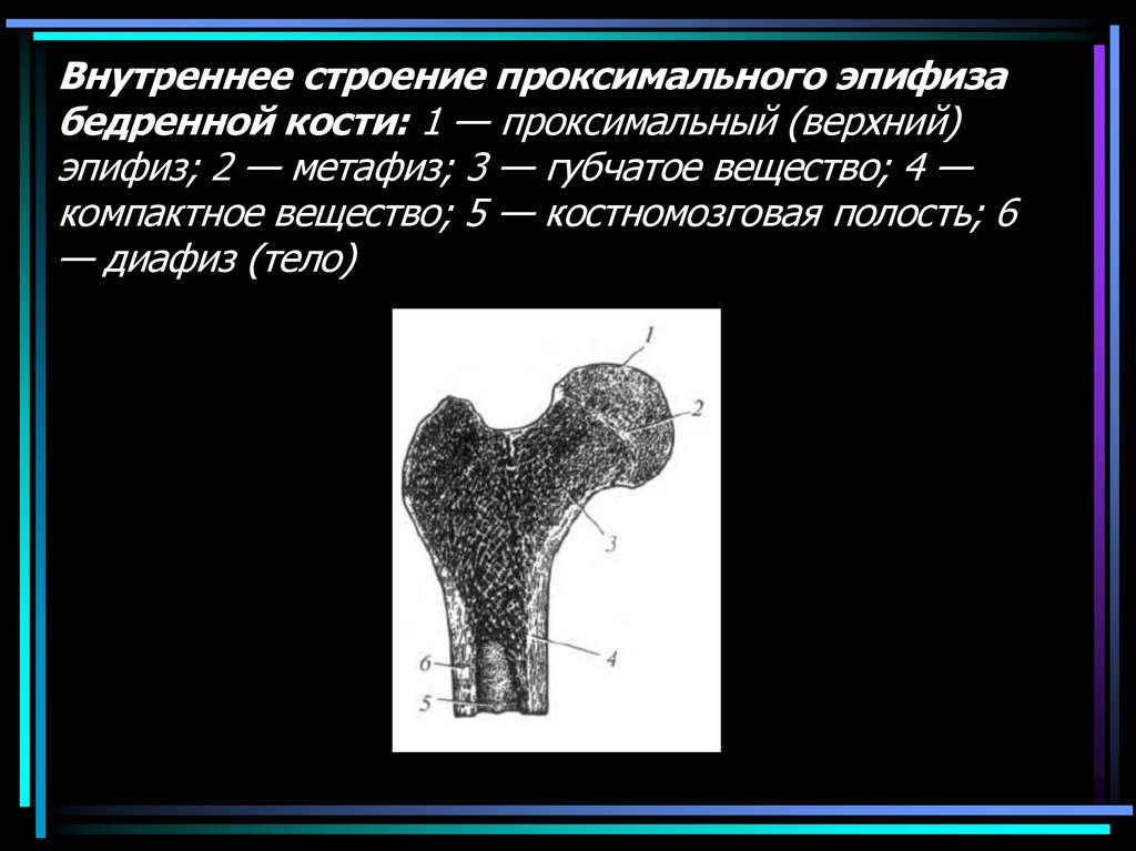 Проксимальный отдел бедренной кости где находится фото