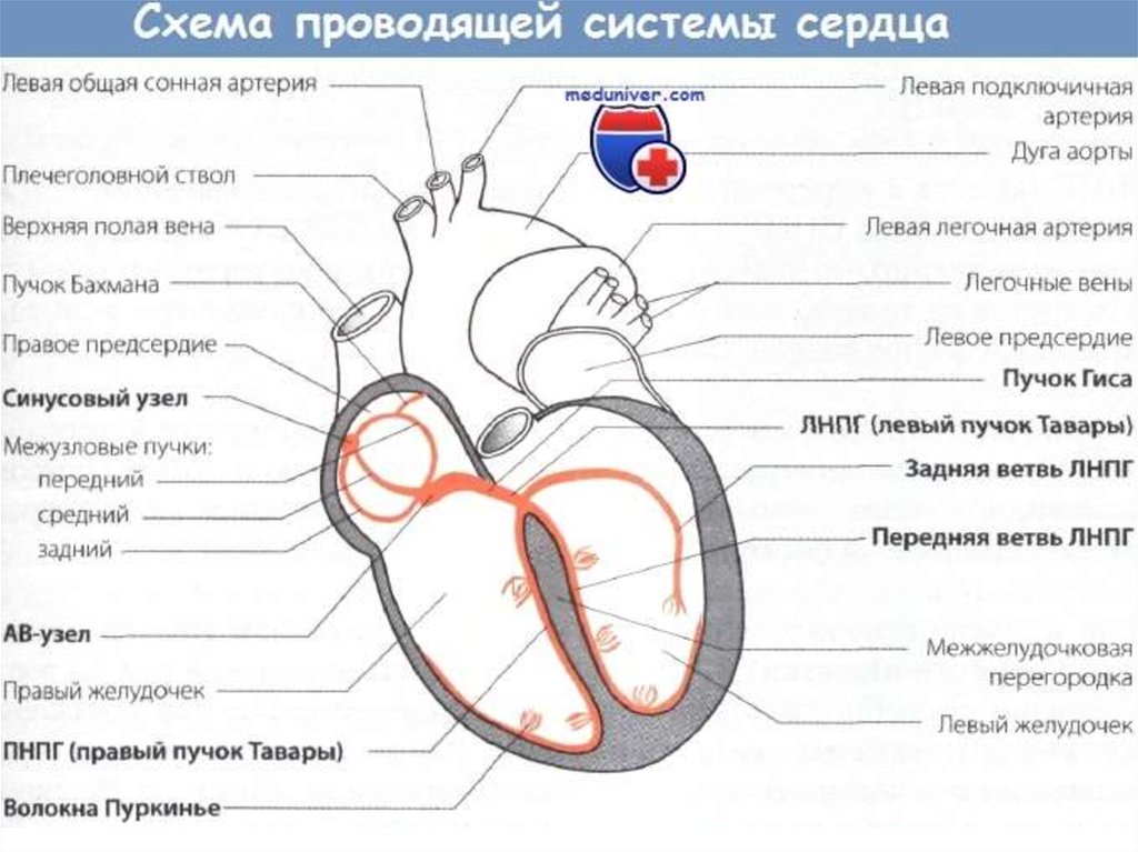 Сердце приведет часть 1. Схема строения проводящей системы. Проводящая система сердца схема. Схема проводящей системы сердца человека. Структура проводящей системы сердца схема.