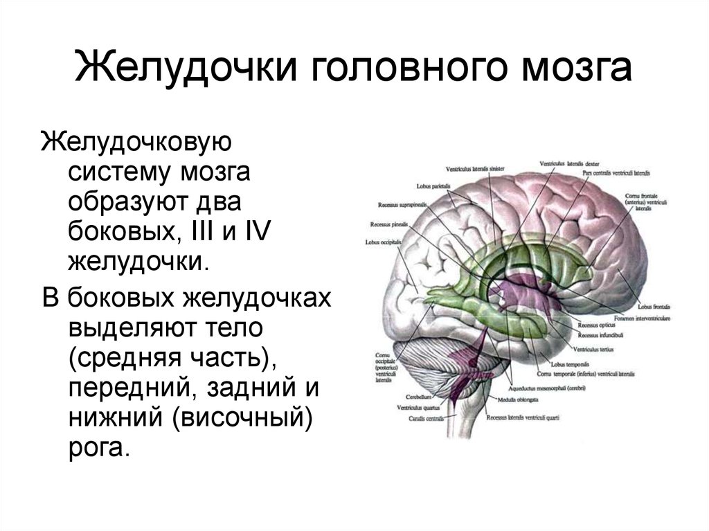 Правый желудочек головного. Боковые желудочки головного мозга функции. Желудочки головного мозга строение. Строение боковых желудочков головного мозга. Латеральные желудочки мозга функции.