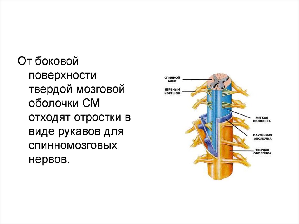 Строение спинного мозга презентация 8 класс