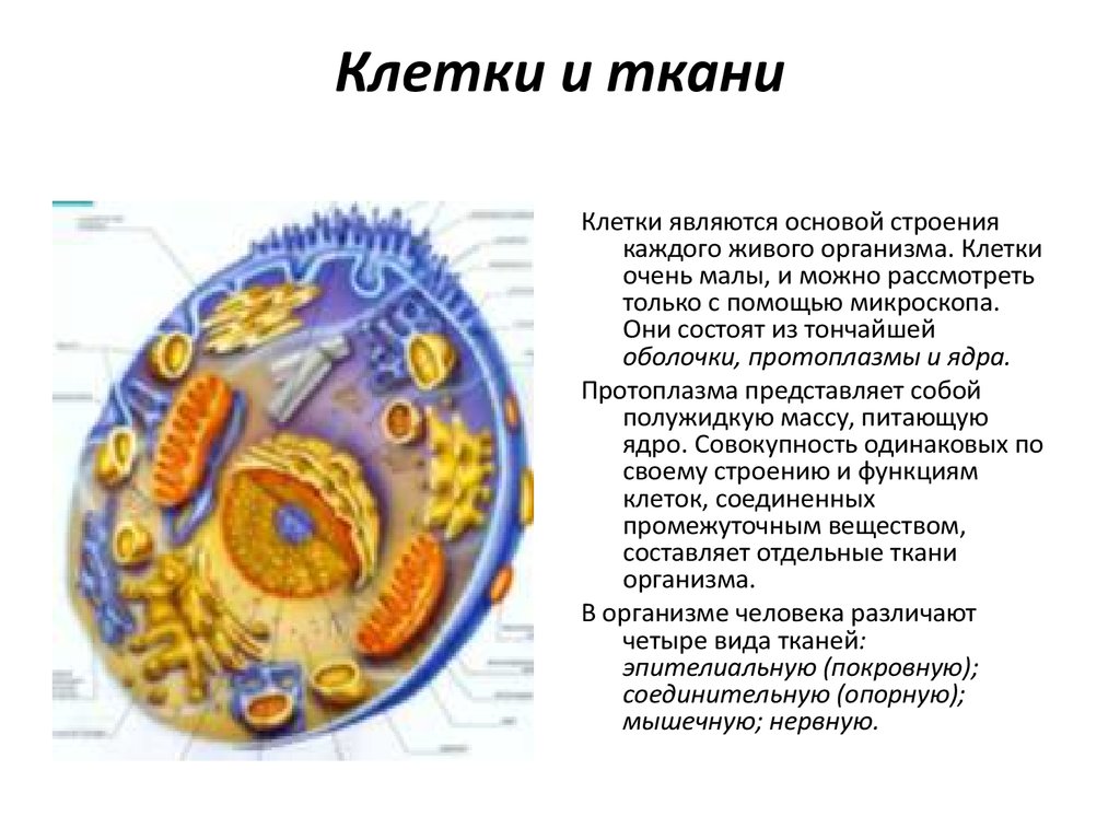 Клетки образующие органы. Биология строение клетки ткани. Строение клеток тканей анатомия. Строениемклетки ткани. Строение клетки ТКАТКАНИ.