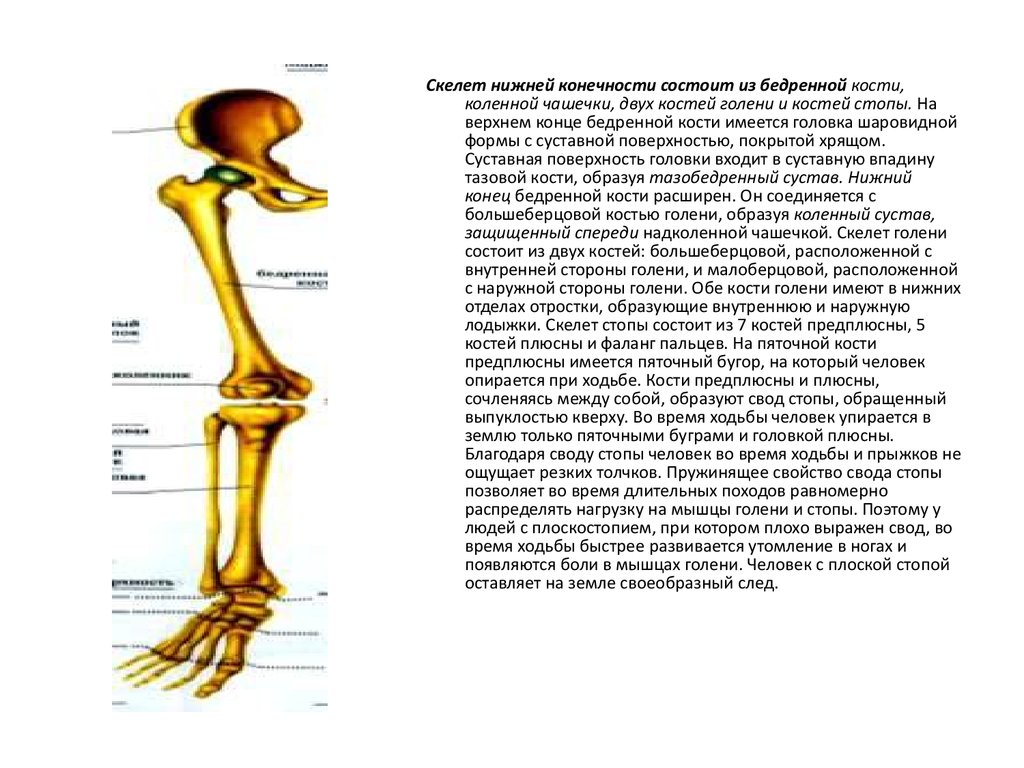 Какими костями образована вилочка. Скелет нижних конечностей состоит. Скелет нижних конечностей состоит из. Кости человека для ходьбы. Возрастные особенности скелета нижних конечностей.
