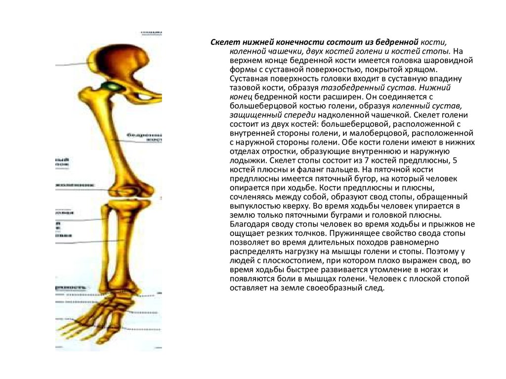 Скелет нижних конечностей состоит. Скелет нижних конечностей состоит из. Кости человека для ходьбы. Возрастные особенности скелета нижних конечностей.