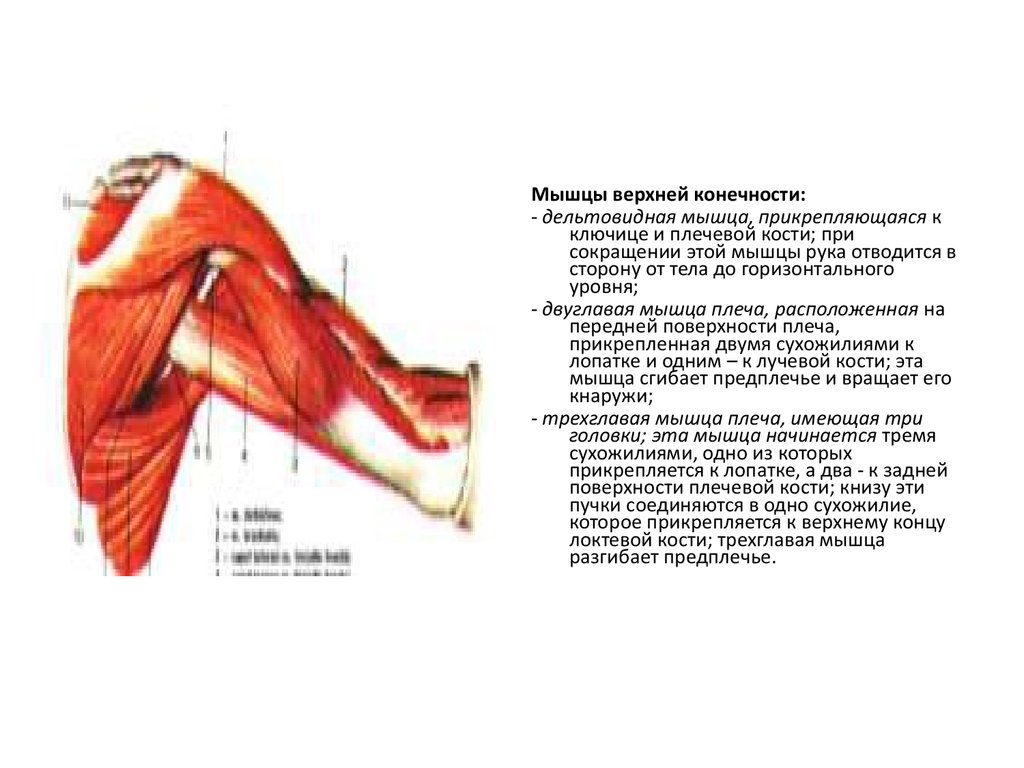 Мышцы прикреплены к костям