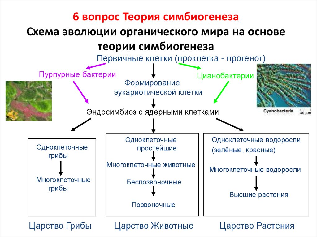 Схема эволюции растений 9 класс