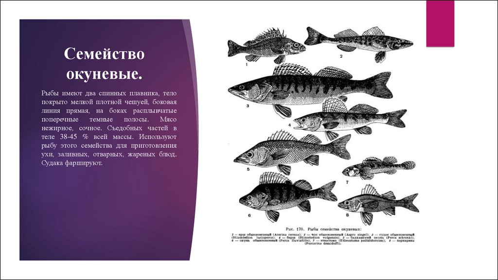 Семейство окуневых рыб список с фото и названиями