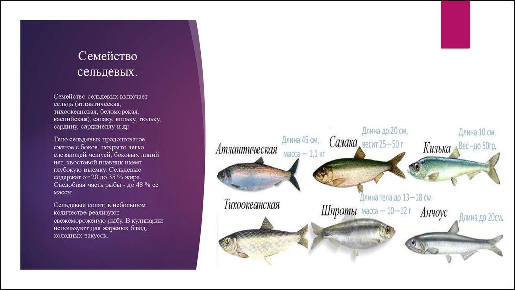 К какому семейству относится рыба. Сельдевые представители семейства рыб. Характеристика сельдевых рыб. Сельдевые характеристика. Особенности семейства сельдевых.