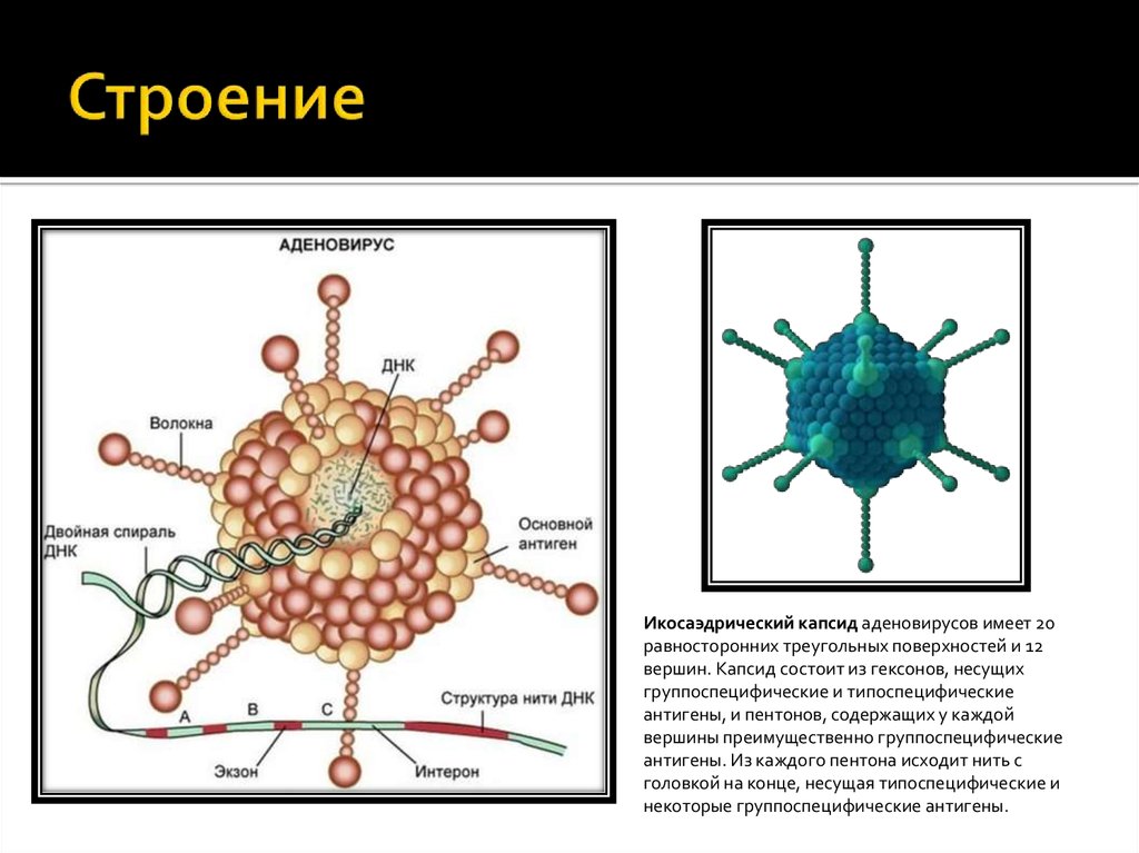 Схема строения аденовируса