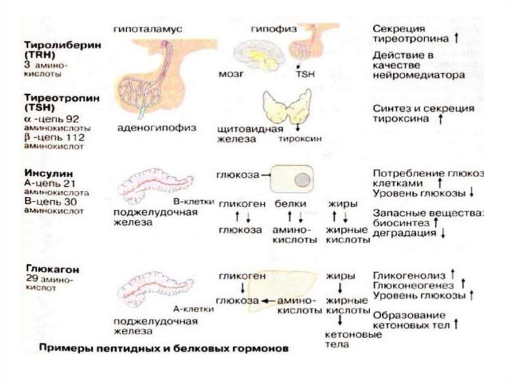 Белковый гормон человека