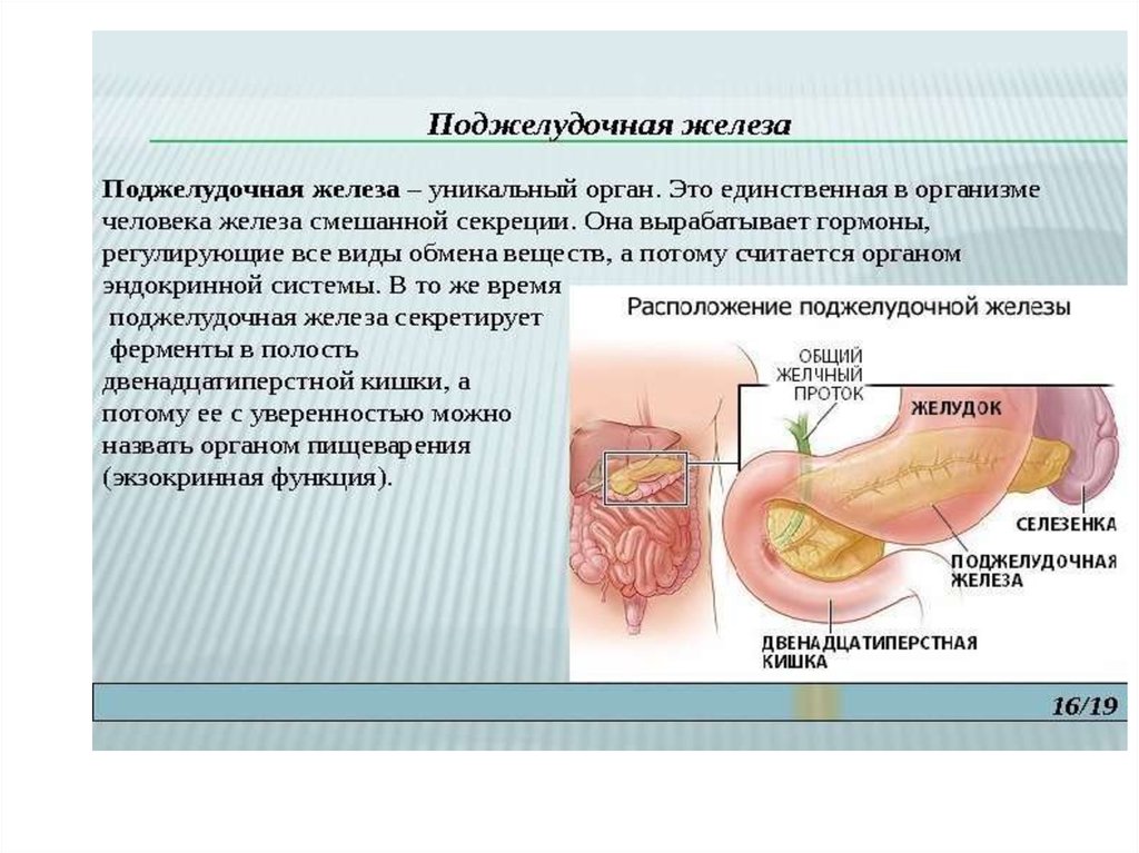 Расположение поджелудочной железы в организме человека схема