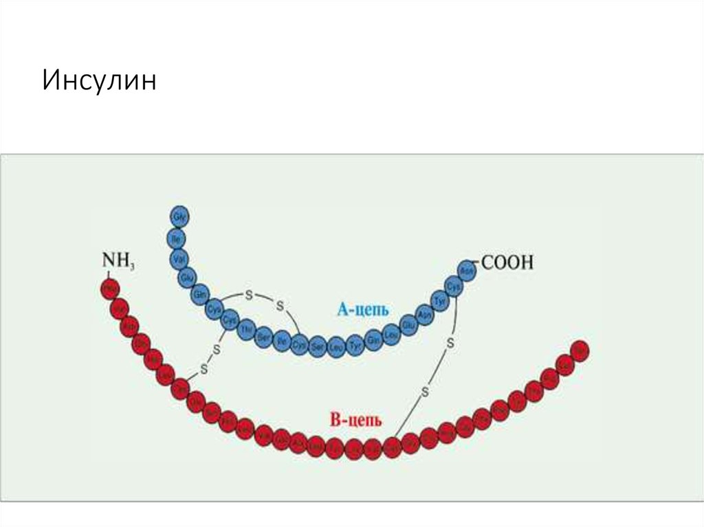 Инсулин биохимия презентация