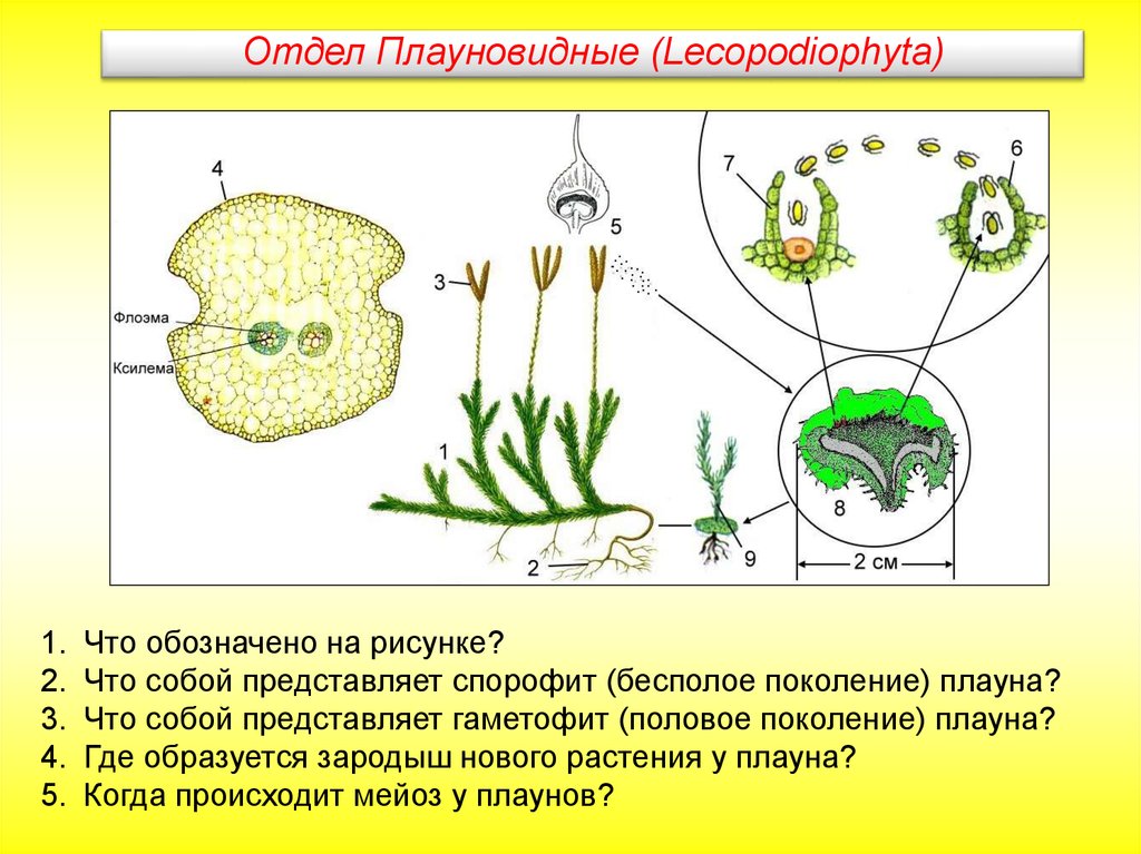 Плауновидные рисунок с подписями