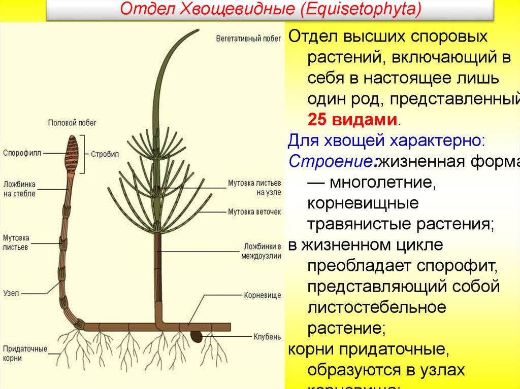 Два представителя хвощей. Весенний побег хвоща. Equisetophyta - Хвощевидные. Признаки хвощевидных растений. Строение хвощевидных растений.