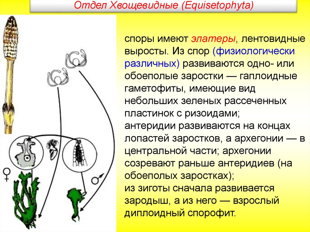 В жизненном цикле есть заросток. Антеридий хвоща строение. Архегоний хвоща. Антеридии и архегонии хвоща. Выросты элатеры.