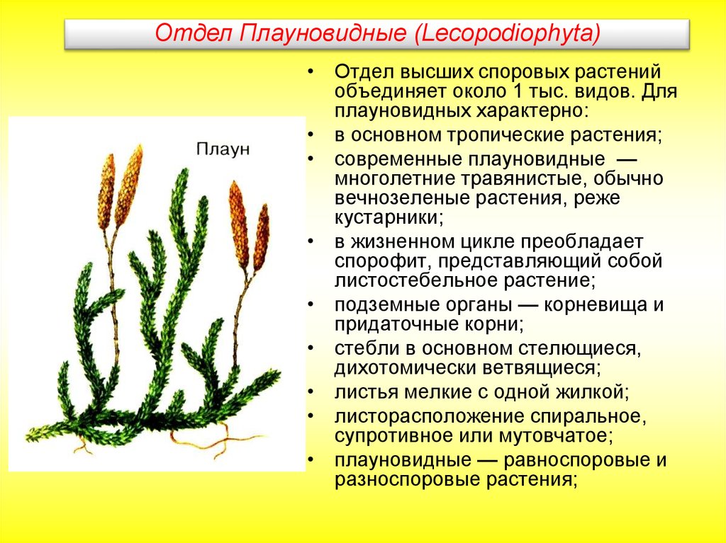 Плаун картинка егэ