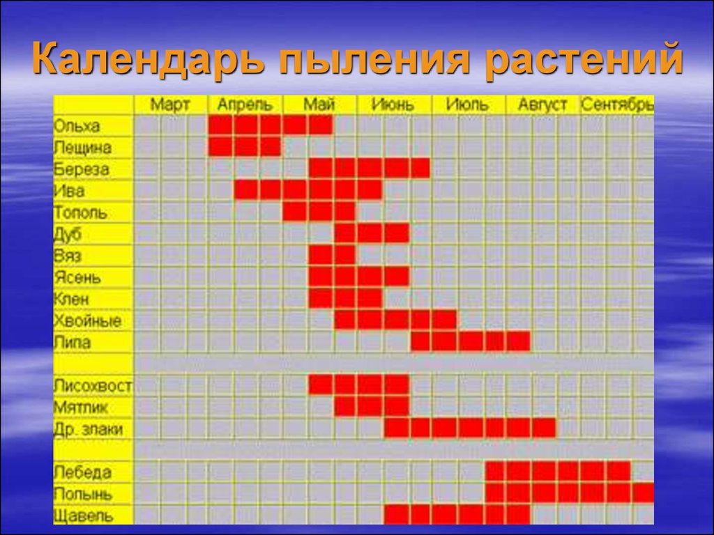 Карта аллергии береза