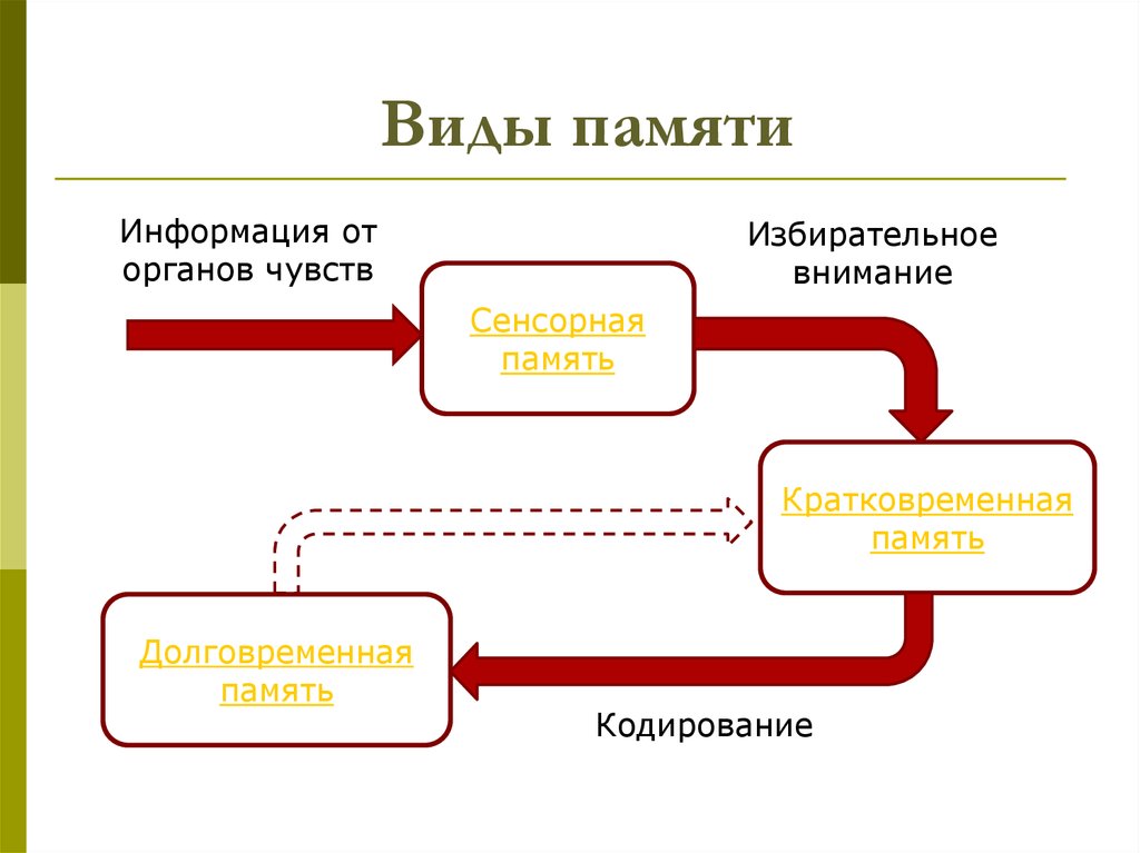 Сенсорная память. Виды сенсорной памяти. Сенсорная кратковременная и долговременная память. Виды памяти сенсорная кратковременная долговременная. Сенсорная память в психологии.