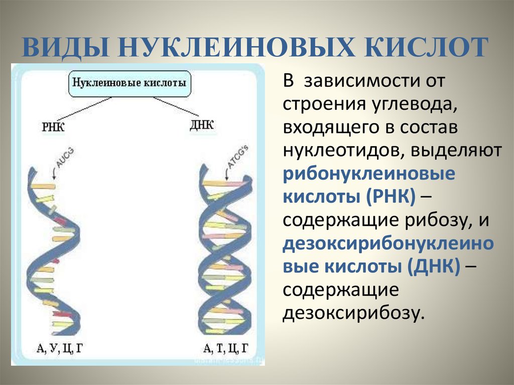 Днк и рнк общее. Структура нуклеиновых кислот РНК. Строение нуклеиновых кислот ДНК И РНК. Нуклеиновые кислоты структура ДНК. Структура нуклеиновых кислот ДНК И РНК.
