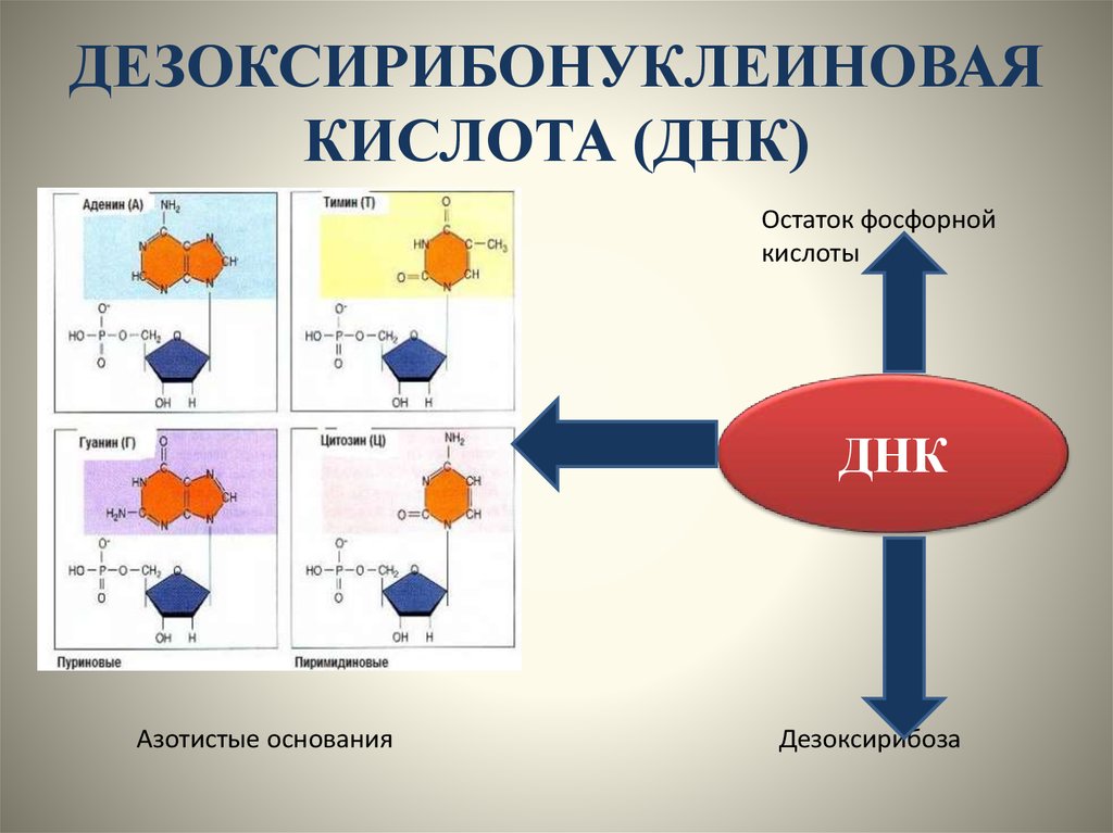 Кислота днк. Дезоксирибонуклеиновая кислота. Дезоксирибонуклеиновая кислота ДНК. Кислота дезоксирибонуклеиновая кислота. Остаток фосфорной кислоты ДНК.