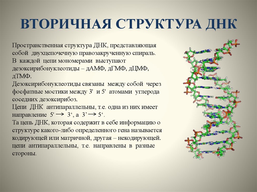 Характеристика структуры днк. Вторичная структура молекулы ДНК. Первичная структура ДНК биохимия. Строение вторичной структуры ДНК. Вторичная структура ДНК биохимия формула.