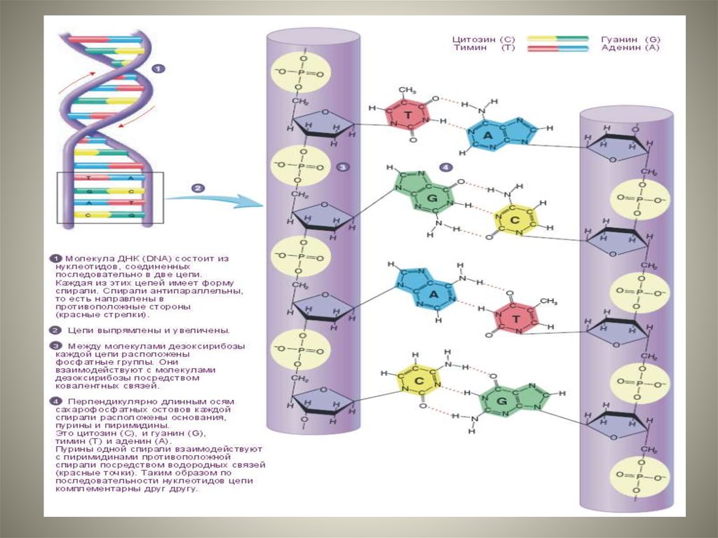 Водородный связи между аденином и тимином. Связи в ДНК Тимин аденин и цитозин. Связи в молекуле ДНК. Водородные связи в ДНК. Аденин молекула и ДНК.
