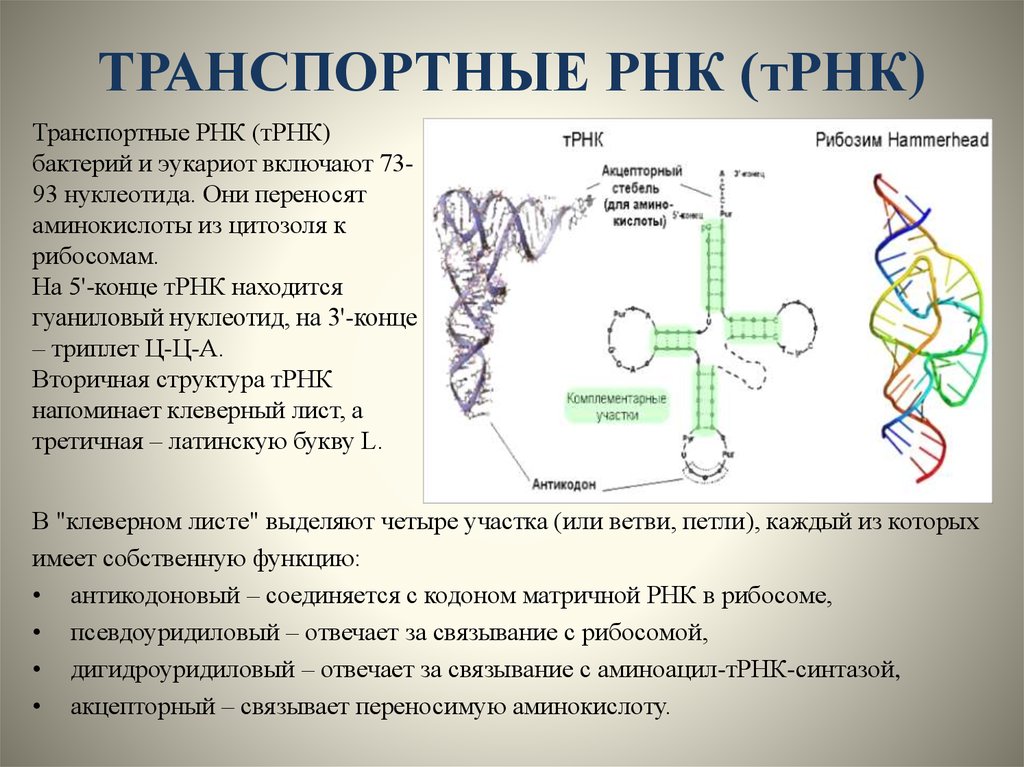 Биологические свойства рнк. Функциональная структура ТРНК. Структура, функции транспортных РНК. Структура и функции ТРНК. Транспортная РНК двухцепочечная.