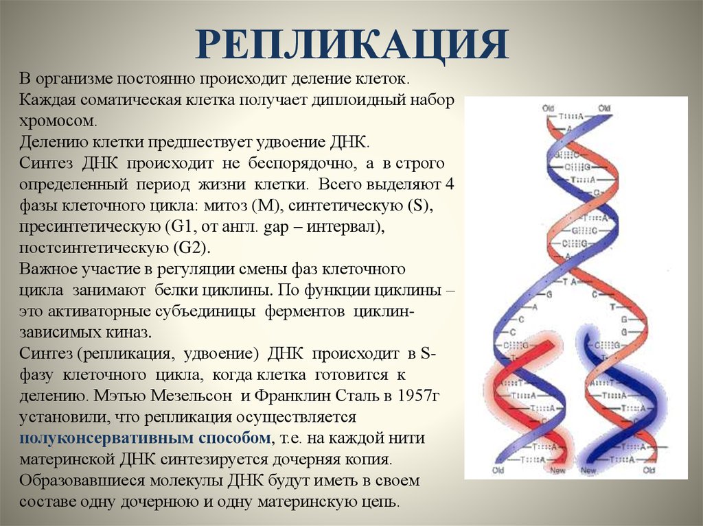 Удваивается молекула днк. Репликация ДНК И фазы клеточного цикла. Репликация молекулы ДНК. Удвоение (репликация) молекул ДНК. Репликация удвоение ДНК.