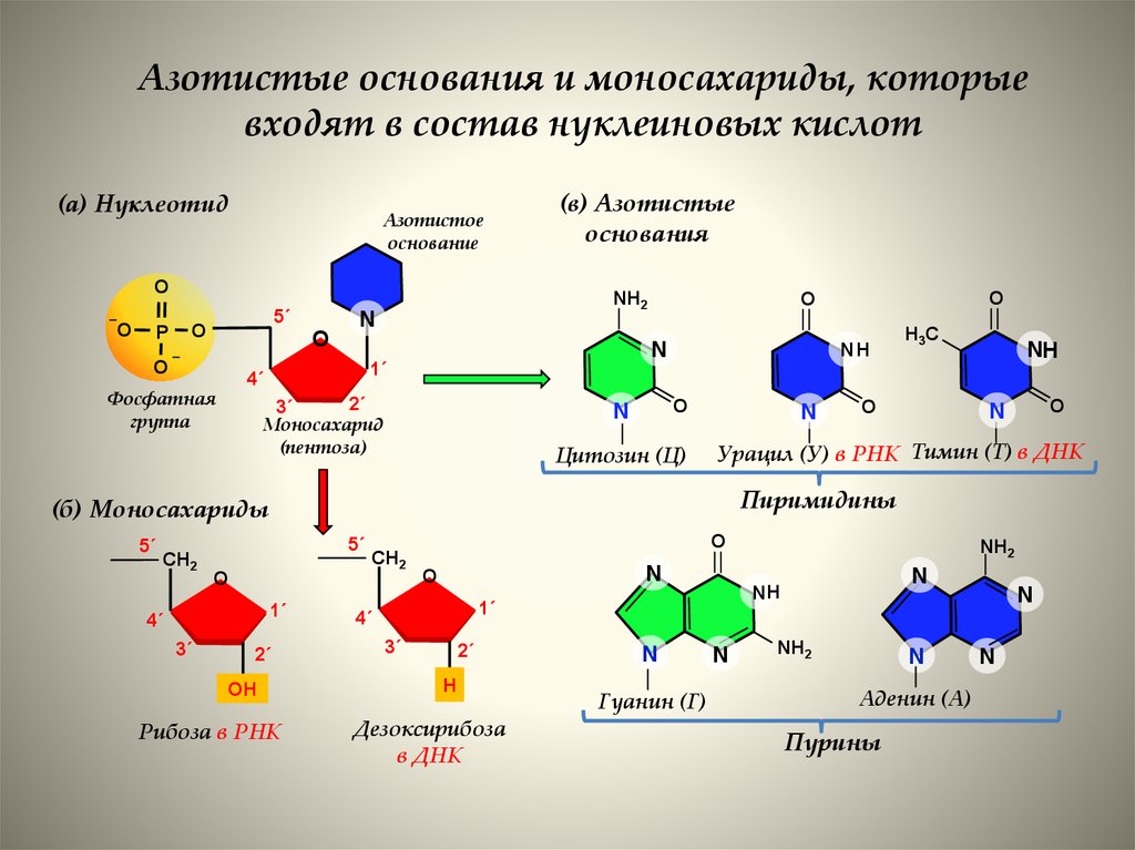Азотистые основания входящие в рнк. Азотистые основания нуклеотидов нуклеиновых кислот. Нуклеотиды и нуклеиновые кислоты. Тип связи между азотистыми основаниями. Дезоксирибонуклеиновая кислота азотистое основание.