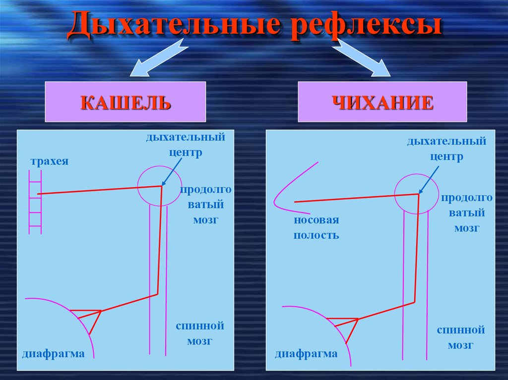 Рефлекс чихания схема