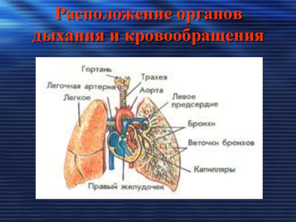 Презентация по биологии 8 класс дыхательная система человека