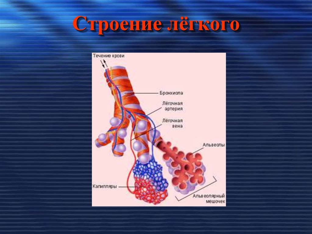 Хордовые легкие состоят из альвеол. Строение альвеол. Общая поверхность легочных пузырьков. Артерия Вена капилляр строение.