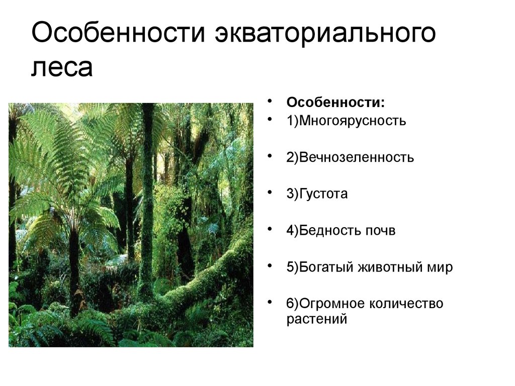 Природные зоны влажный тропический лес. Влажные экваториальные леса Африки ярусы. Влажные тропические леса таблица. Уровни тропического леса. Особенности экваториальных лесов многоярусность.