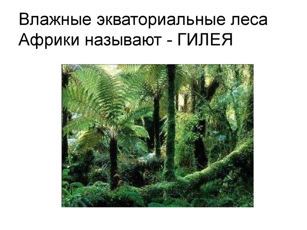 Нарисовать экваториальный лес