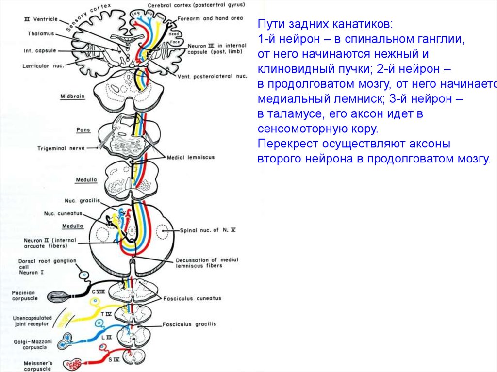 Строение спинного мозга 8 класс биология рисунок