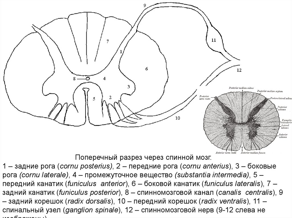 Спинной мозг на поперечном разрезе рисунок
