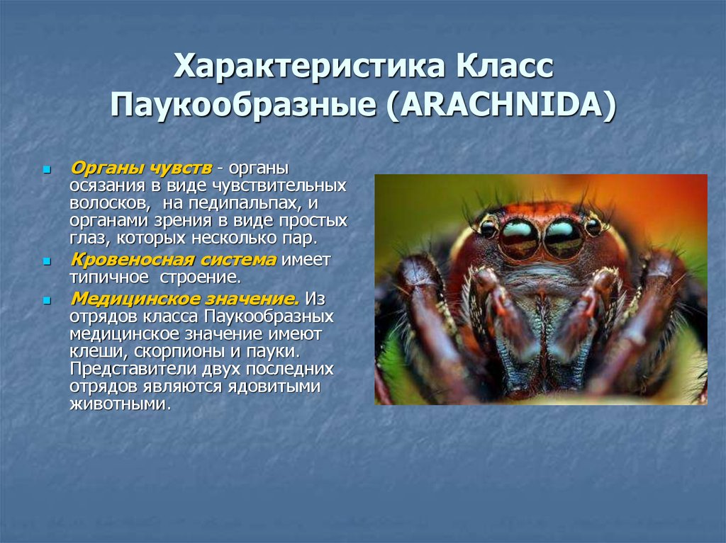 Выбери признаки паукообразных. Биология Членистоногие паукообразные. Органы чувств паукообразных 7 класс. Класс паукообразные. Характеристика паукообразных.
