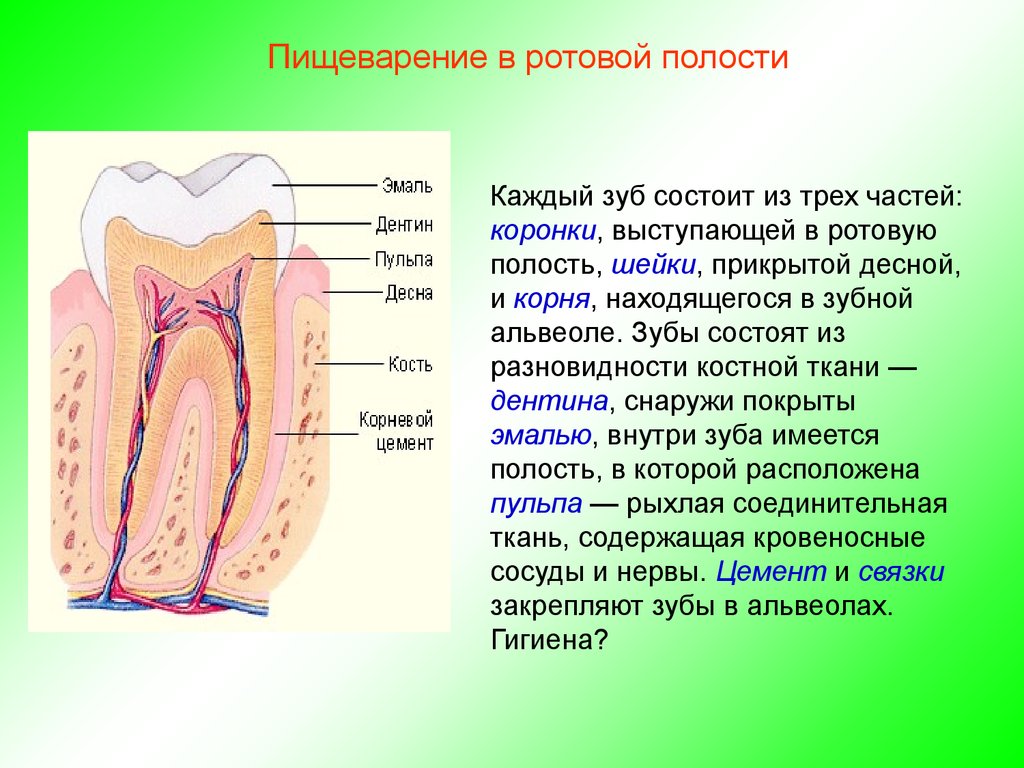 Органы пищеварения ротовая полость. Строение ткани ротовой полости. Полость зуба состоит из. Пищеварение в ротовой полости. Строение ротовой полости зубы.