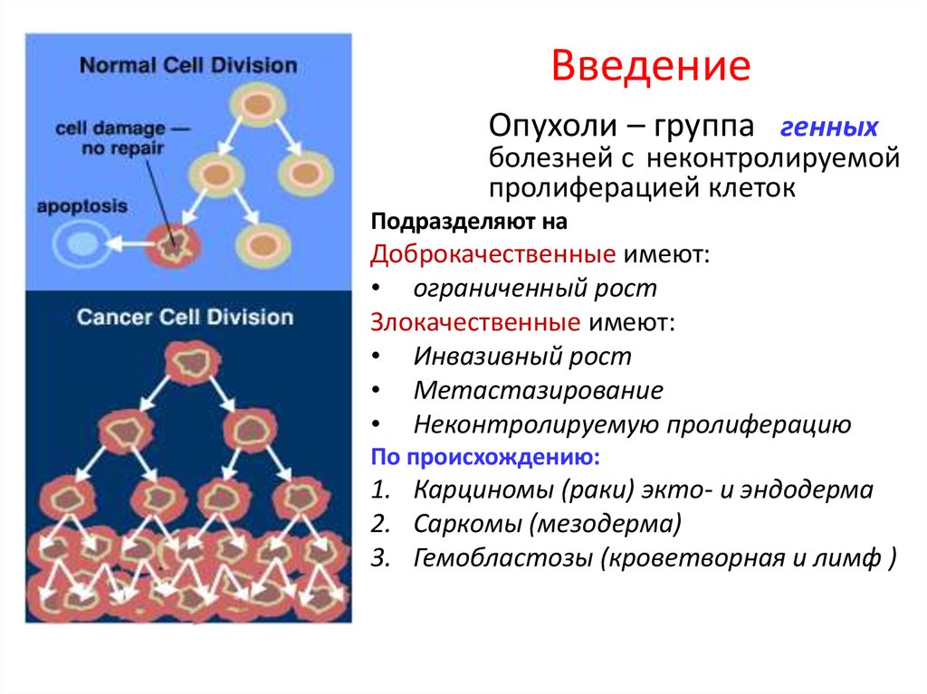 Пролиферация клеток это. Клеточная пролиферация опухоль. Рост опухолевых клеток. Биохимия раковых опухолей.