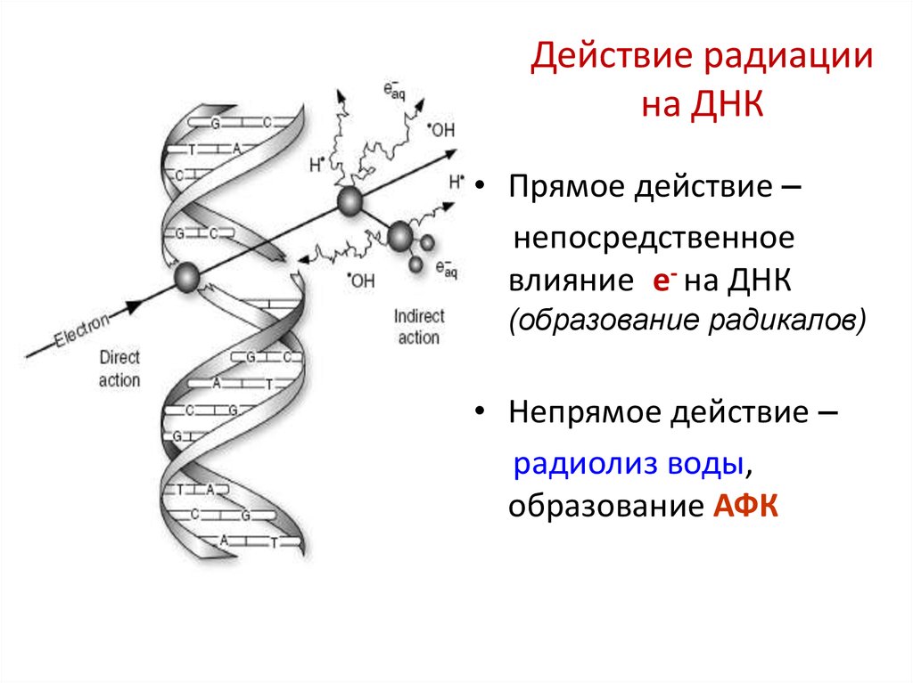 Разрушенное днк. Влияние радиации на ДНК. Действие ионизирующего излучения на ДНК. Влияние ионизирующего излучения на ДНК. Как ионизирующее излучение влияет на ДНК.