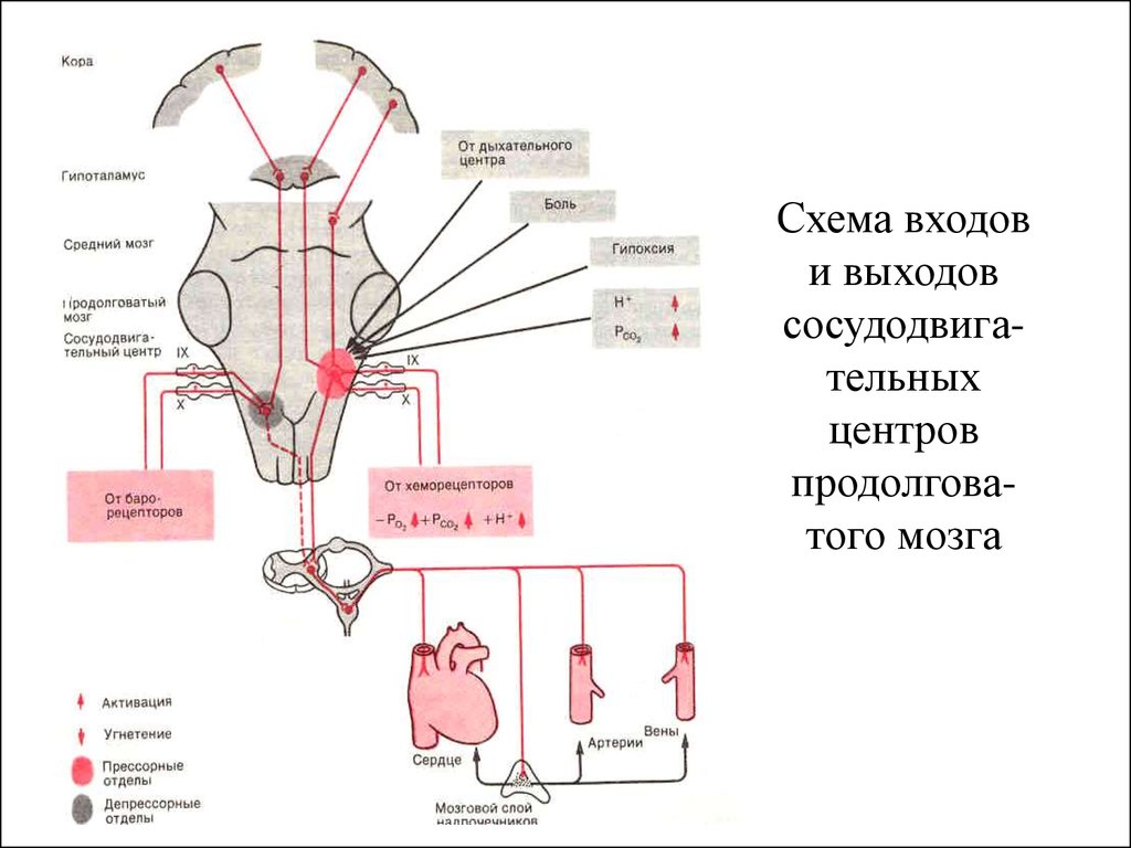 Капилляр щитовидной железы продолговатый мозг. Сосудодвигательный центр продолговатого мозга. Сосудодвигательный центр схема. Строение сосудодвигательного центра продолговатый мозг. Сосудодвигательный центр, его структура и локализация..