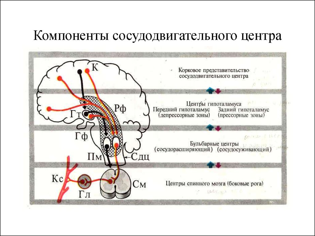 Рефлекторная регуляция кровяного давления. Сосудодвигательный центр регуляция. Схема нервной регуляции сосудистого тонуса. Сосудодвигательный центр в спинном мозге. Вазомоторный центр регуляции ад.
