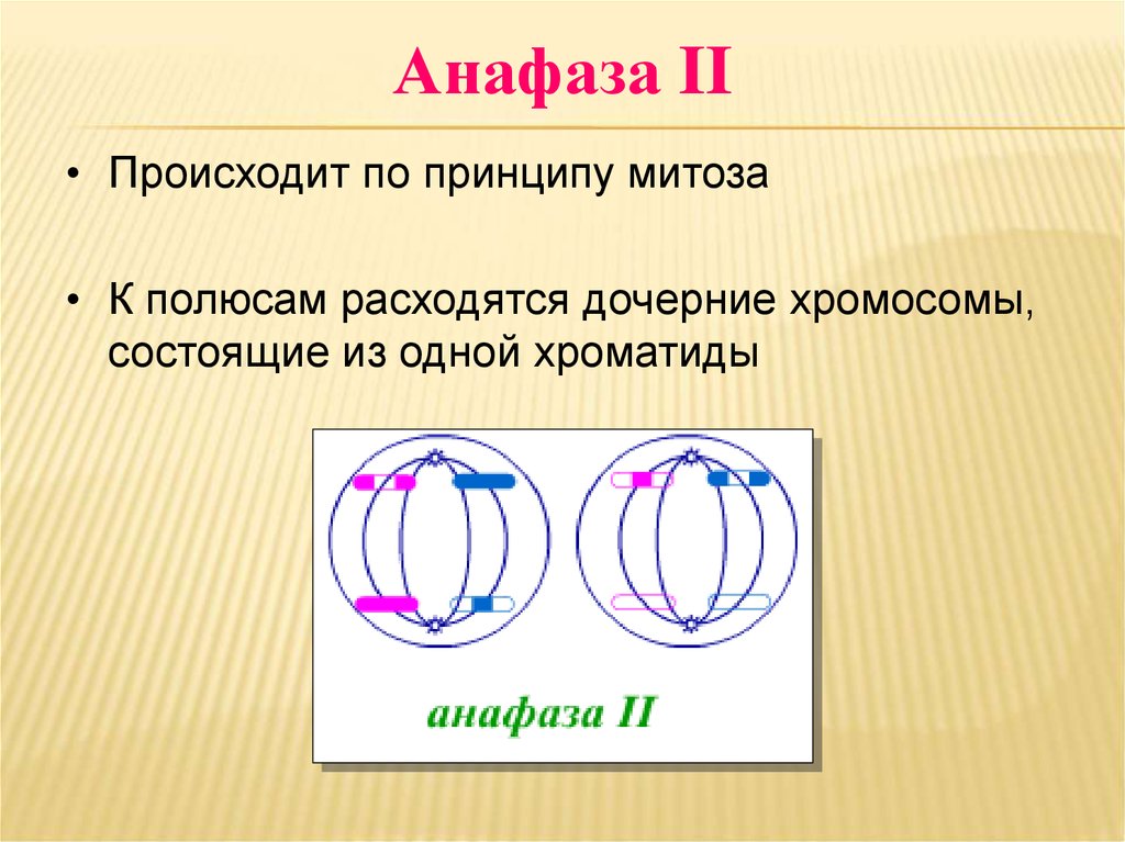 Мейоз анафаза 2 набор хромосом. Анафаза мейоза 2. Анафаза дочерние хромосомы. Анафаза 2 набор хромосом. Анафаза 2 мейоза набор хромосом.