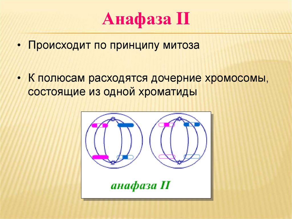 В анафазе митоза происходит. Анафаза мейоза 1 и 2. Анафаза мейоза 1. Анафаза 1 мейоза процессы. Анафаза мейоза 1 набор.