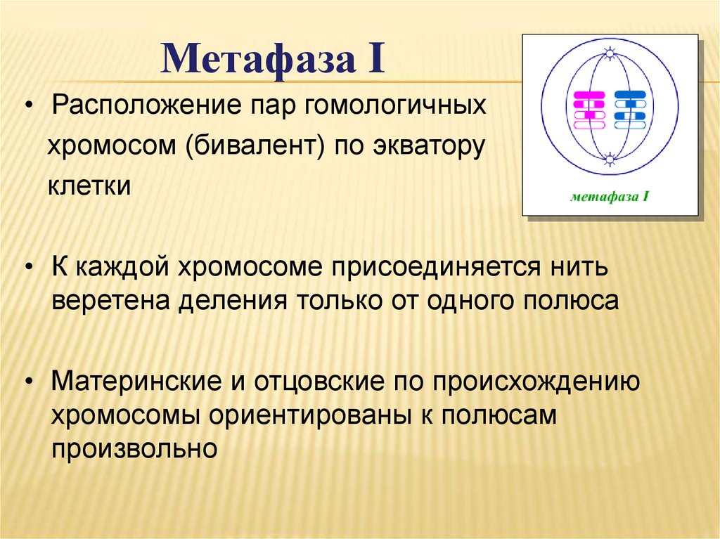 Полюса клетки. Биваленты хромосом. Метафаза i. Биваленты хромосом располагаются на экваторе клетки. Расположение пар хромосом по экватору клетки.